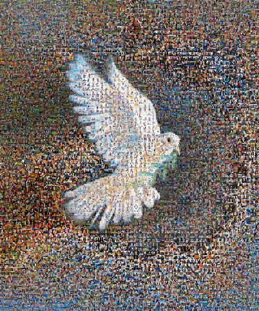 Peace Dove