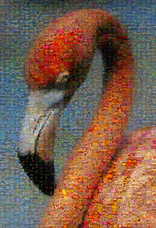 Flamingo